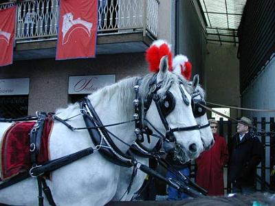 Cavalli.jpg