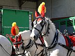 Carnevale2011_01168